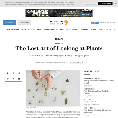 The Lost Art of Looking at Plants