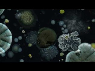 Bacteria and fungi time-lapse 1 (2K)