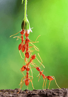 Red-ants.png