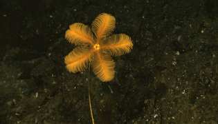 yello-sea-lily.jpg.860x0_q70_crop-smart.jpg