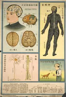 understanding-the-human-body-public-health-posters-1933-3.jpg