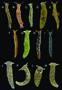 other-species-used-for-the-phylogenetic-analyses-a-elysia-abei-ss-bl-11-mm-b.png