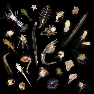 plankton.jpg