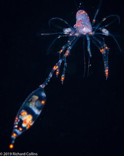 🦐Here is a very odd larval shrimp . 🦐 Look 👀 at this large paddle like appendage... (see slide 2 for details). I can only as...