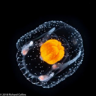 Four images of a small hydrozoan of the order Anthoathecata and family Ptilocodiidae. I believe the species may be Thecocodi...