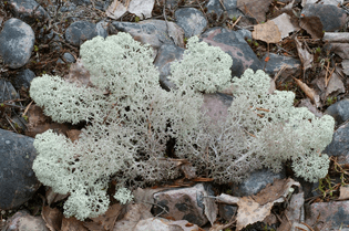 cladonia stellaris (Lichens)