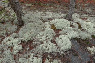 cladonia stellaris (Lichens)