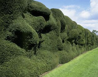 The-Yew-hedge-at-Montacute.jpg