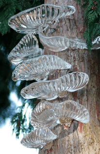 fungi glass transparent tree sculpture