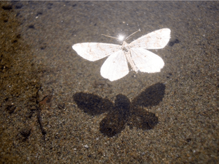 Floating White Moth Shadow - Floating Silhouette by Ian Mcadie