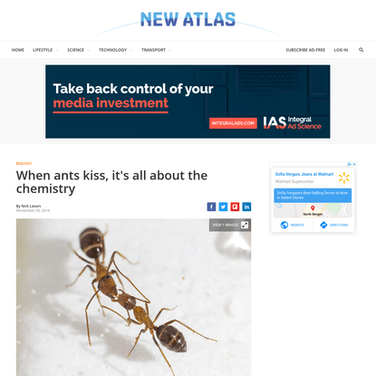 When ants kiss, it's all about the chemistry