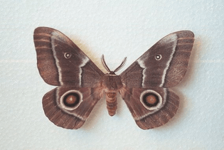adult_emperor_moth.jpg