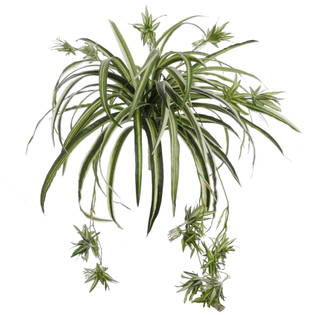 larpsilk-realistic-60-frond-spider-foliage-plant.jpg