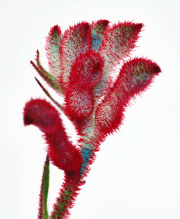 anigozanthos_flavidus_close-up.jpg