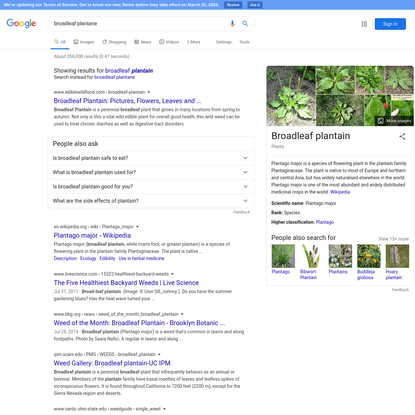 broadleaf plantane - Google Search
