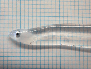 Leptocephalus Eel Larva