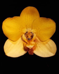 Genesis P-orridge &lt;3 RIP &lt;3 . Made this photo after listening to 'The Orchids' ~ Psychic TV. The shop where I got the pierci...