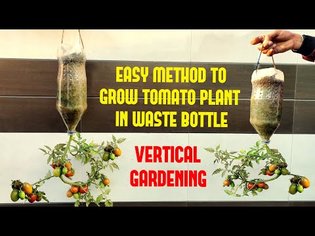 Easy Way To Grow Tomato Plant in Plastic Hanging Bottle| Vertical Gardening