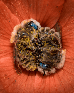 two bees snuggling inside a flower