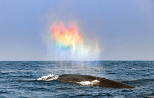 whale-rainbow.jpg