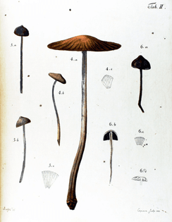 botanical-mushroom-1783-2.jpg?w=700-h=