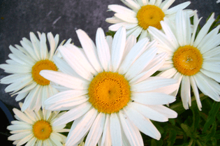 flowers-happy-daisies.jpg