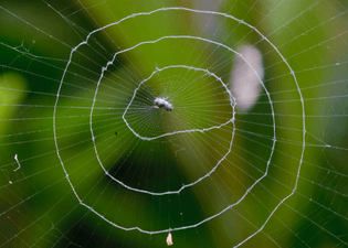 Spider's Web Spiral Technique