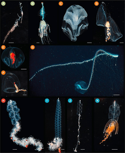 660px-photographs_of_living_siphonophores.jpg