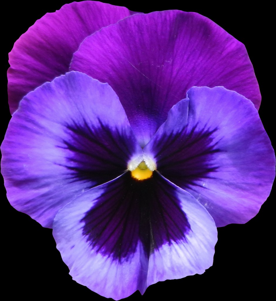 png-violets-flowers-large-transparent-purple-violet-flower-png-clipart-png-940-1023-violet-flower-940.png