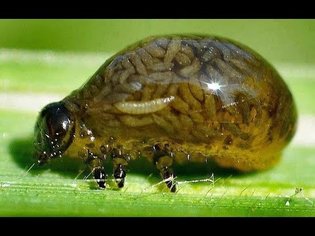 Discovery Channel - Parasites Eating Us Alive - Full Documentary 2016