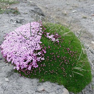 Survival requires adaptation, and cooperation-which is why some of the most sever adaptations in flowering plants can be fou...