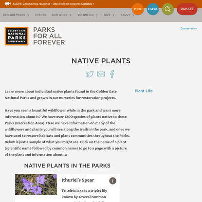 Native Plants