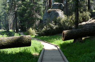 sequoia_national_park_-_big_trees_trail_-_tree_cut_on_trail.jpg