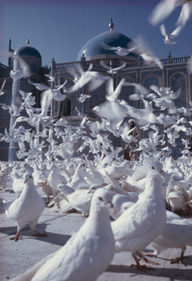 Snow pigeons fill the square of an Islamic mosque, Mazar-i-Sharif, Afghanistan by Frank and Helen  Schreider.