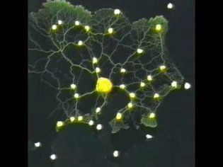 Slime mold form a map of the Tokyo-area railway system