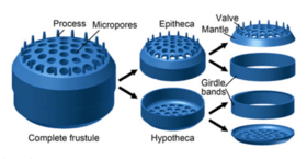 280px-structure_of_diatom_frustules.png