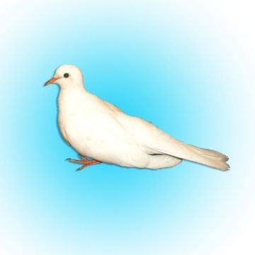 miniature-white-ringneck-dove-lg_360x360.jpg