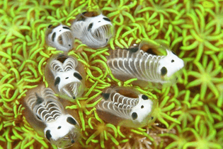 Panda Skelleton Fish Squirt