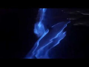 Dolphins Swimming in Bioluminescence