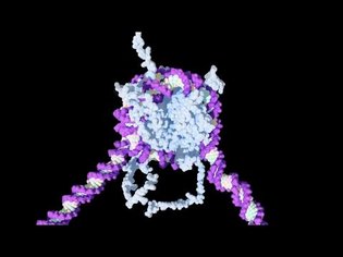 The Molecular Basis of Life