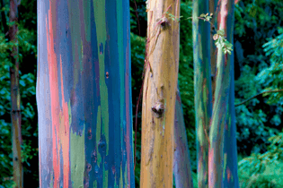The-beauty-of-nature-rainbow-gum-forest.jpg