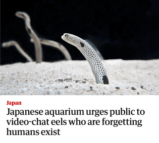 Japanese aquarium urges public to video-chat eels who are forgetting humans exist