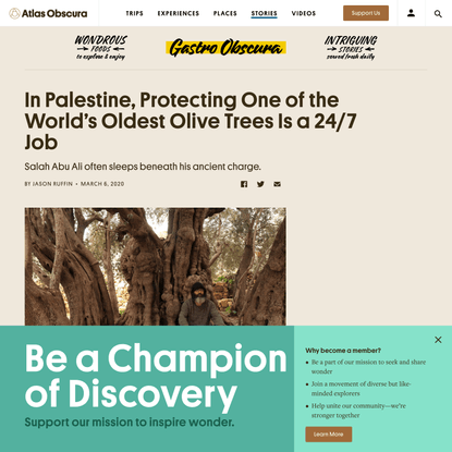 In Palestine, Protecting One of the World’s Oldest Olive Trees Is a 24/7 Job