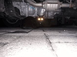 2560px-black_cat_with_glowing_eyes_under_the_car.jpg
