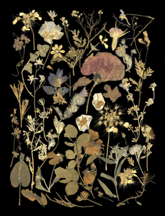 Collection Of Pressed Flowers