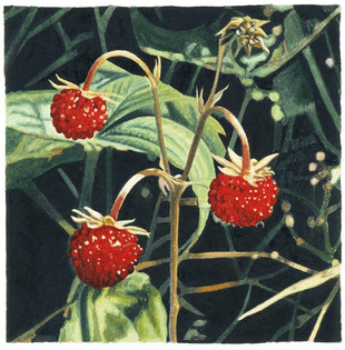 Unknown, Wild Strawberries