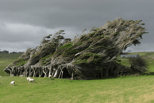 twisted-trees-slope-point-new-zealand-south-island-coverimage.jpg