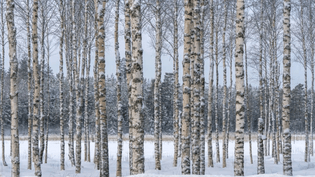 birch-forest-istock-914833534-1080x608.jpg
