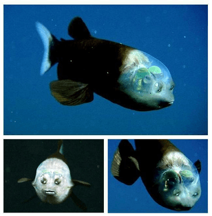 Transparent Fish 