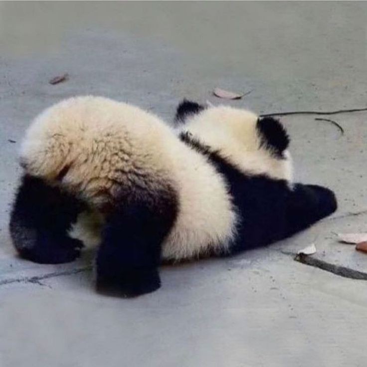 panda stretch